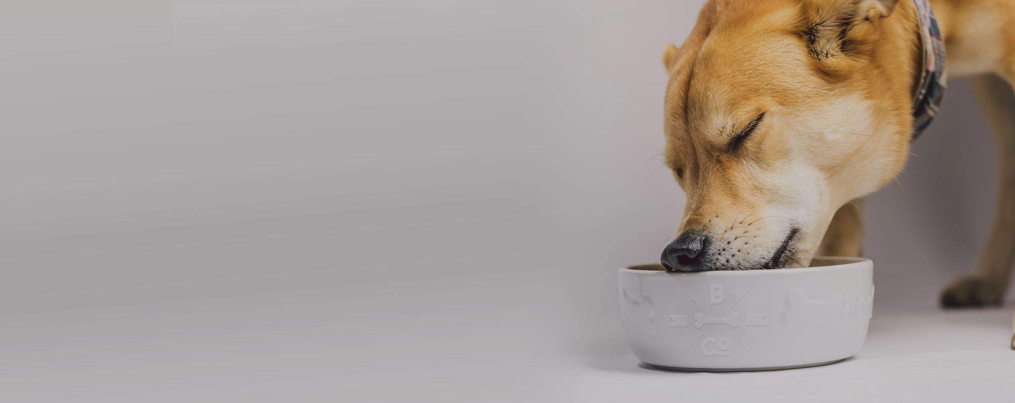 Cibo per Cani negozio -Cibo per Cani negozio Keto banner