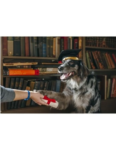 Gioco Play Back To School, Cappello Laurea Peluche. Giochi Per Cani 3 Gioco Play Back To School, Cappello Laurea Peluche. Giochi Per Cani