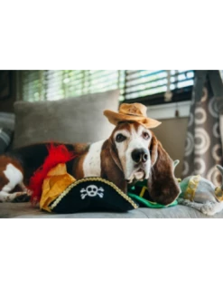 Gioco Play Cappelli, Pirata Peluche. Giochi Per Cani -Cibo per Cani negozio gioco play cappelli pirata peluche 1
